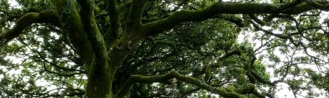 Image of Dartmoor tree
